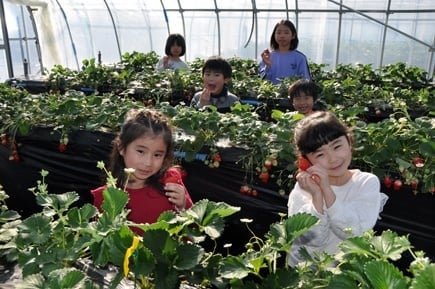 公益財団法人鹿沼市花木センター公社 草花 庭木 造園 園芸資材 梨もぎとり園 手打ちそば処 栃木 鹿沼市