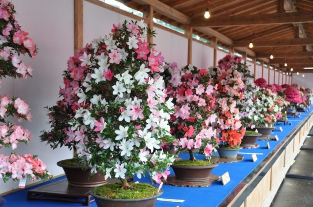 公益財団法人鹿沼市花木センター公社 草花 庭木 造園 園芸資材 梨もぎとり園 手打ちそば処 栃木 鹿沼市