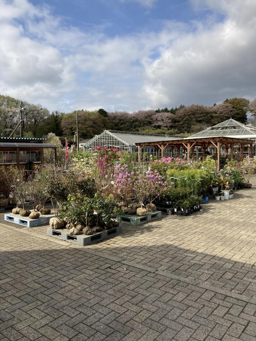 庭木スタッフから 公益財団法人鹿沼市花木センター公社 草花 庭木 造園 園芸資材 梨もぎとり園 手打ちそば処 栃木 鹿沼市