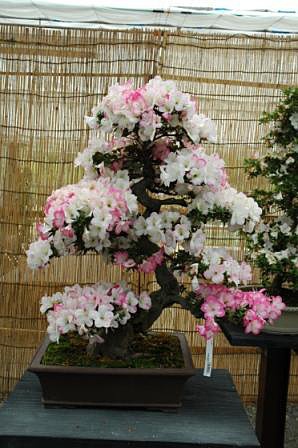 さつきの品種名 公益財団法人鹿沼市花木センター公社 草花 庭木 造園 園芸資材 梨もぎとり園 手打ちそば処 栃木 鹿沼市